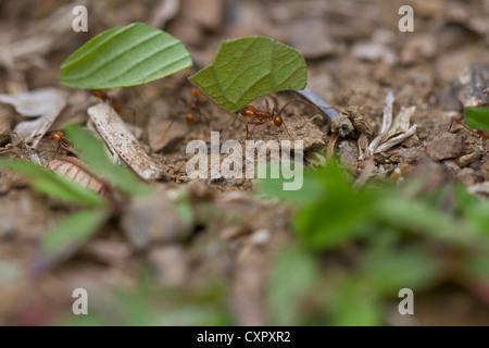 Blatt-Cutter Ameisen tragen Blätter in Costa Rica, Zentralamerika. Stockfoto