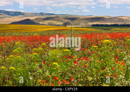 Mohn und wilde Blumen im Riffgebirge, Marokko Stockfoto