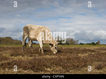 Eine helle gehörnte Kuh in den New Forest durchstreift frei grasen. Die Beweidung hilft, um die Wald-Heide zu verwalten. Stockfoto