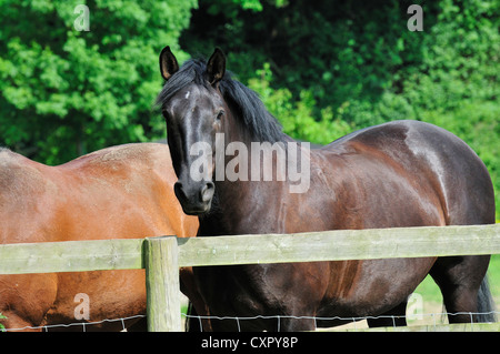 Blick über Zaun Pferd Stockfoto