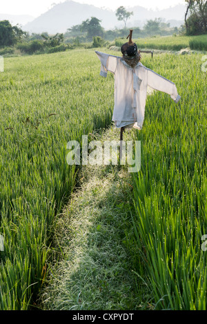 Indische Vogelscheuche in einem Reisfeld Paddy. Andhra Pradesh, Indien Stockfoto