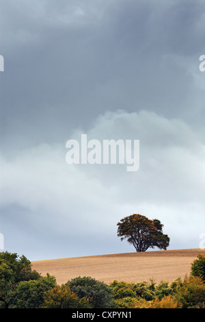 Regenwolken über einen isolierten Baum aufgebauten Stockfoto