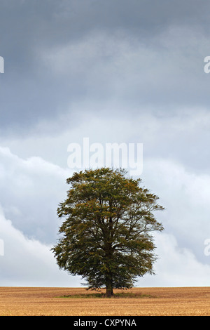 Regenwolken über eine isolierte Eiche aufgebauten Stockfoto