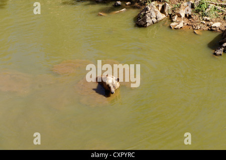 Eine braune tragen OSOS PARDOS (Ursus Arctos), stehend im River an La Reserva Sevilla El Castillo de las Guardas der Safari-park Stockfoto