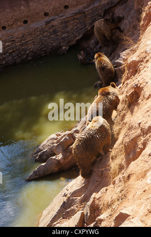 Eine braune vier tragen OSOS PARDOS (Ursus Arctos), hinunter nahe dem Fluss La Reserva Sevilla, der Safari-park Stockfoto