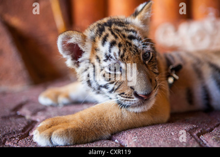 Ein Gefangener Baby-Tiger in Playa Del Carmen, Quintana Roo, Mexiko Stockfoto