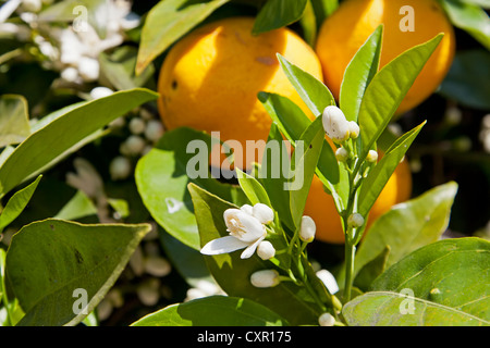 Orangenbaum mit Blumen und Orangen im Sonnenlicht Stockfoto