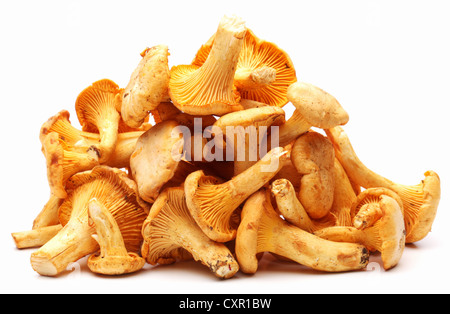 Pfifferlinge Pilze auf einem weißen Hintergrund. Stockfoto