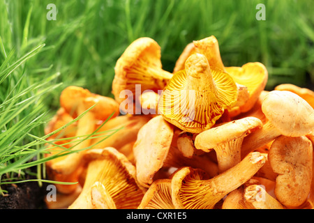 Pfifferlinge Pilze auf einem Rasen-Hintergrund. Stockfoto