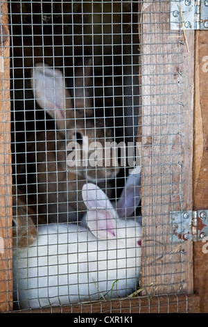 Kaninchen gezüchtet als Nutztiere auf den Stall in menschlichen Verzehr verwendet werden. Stockfoto