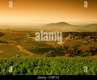 Kulturlandschaft zwischen Vinzelles und Saint-Amour-Bellevue, Saone-et-Loire, Burgund, Frankreich Stockfoto