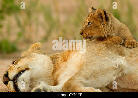 Ein junger Löwe Ausschau, während seine Mutter in einem ausgetrockneten Flussbett in der Kruger National Park, Südafrika schläft Stockfoto