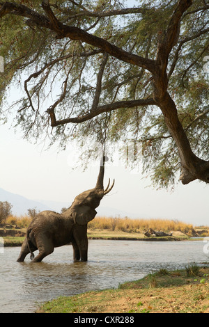 Juvenile afrikanischen Elefanten bis zu Baum im Zambezi Fluss, Mana Pools, Simbabwe Stockfoto