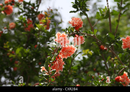 Seltene Doppel weiß und orange Granatapfel Blüten wachsenden Halfeti, Şanlıurfa Provinz, Süd-Ost-Türkei Stockfoto