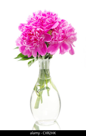 Rosa Pfingstrose auf weißem Hintergrund Stockfoto