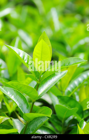 Grüner Tee Knospe und frische Blätter Stockfoto