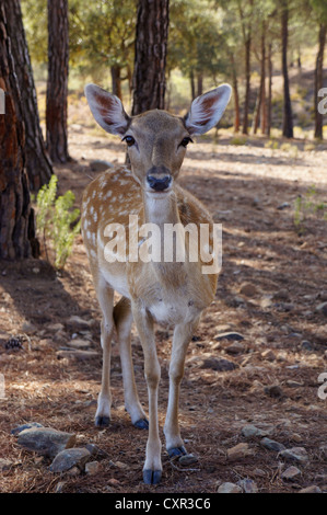 Drei junge Hirsche mit beeindruckenden Hörnern (Cervus Nipon) im Zoo, Spanien Stockfoto