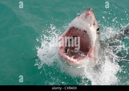 Great White Shark, eine partielle Verletzung aus dem Wasser in Gansbaai, Western Cape, Südafrika Stockfoto