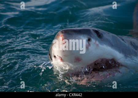 Great White Shark spiegt aus dem Wasser, Gansbaai, Kapstadt Südafrika Stockfoto