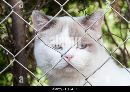 Britisch Kurzhaar Katze Hinter Sofa Porträt Stockfoto