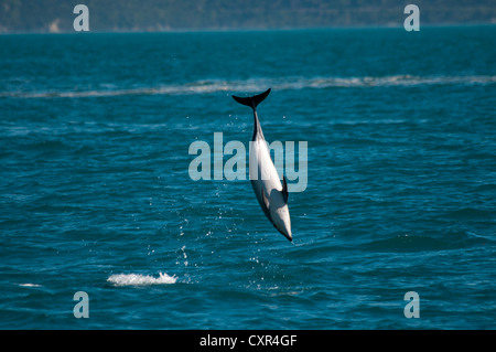 Dusky Dolphin im Pazifischen Ozean in der Nähe von Kaikoura in Neuseeland aus dem Boden schießen. Schwarzdelfine springen aus Dem Pazifik in Neuseeland Stockfoto