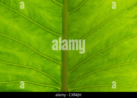 Schließen Sie sich zu einer riesigen Taro, Alocasia oder Elefanten Ohr grünes Blatt-Textur Stockfoto