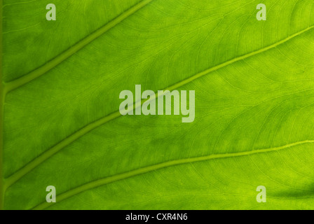 Schließen Sie sich zu einer riesigen Taro, Alocasia oder Elefanten Ohr grünes Blatt-Textur Stockfoto