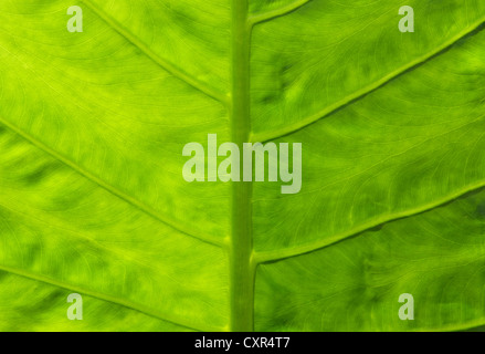 Schließen Sie sich zu einer riesigen Taro, Alocasia oder Elefanten Ohr grünes Blatt-Textur Stockfoto