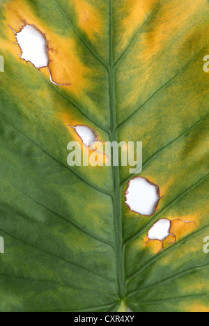 Zersetzung des Riesen-Taro, Alocasia oder Elefanten Ohr grünes Blatt-Textur Stockfoto