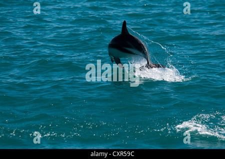 Dusky Dolphin im Pazifischen Ozean in der Nähe von Kaikoura in Neuseeland aus dem Boden schießen. Schwarzdelfine springen aus Dem Pazifik in Neuseeland Stockfoto