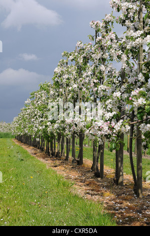 Apfelblüte, neue Obstplantage, junge Bäume, Altes Landfläche, Obst-produzierenden Region, Jork, Niedersachsen, Deutschland, Europa Stockfoto