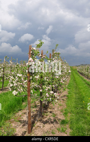 Apfelblüte, neue Obstplantage, junge Bäume, Altes Landfläche, Obst-produzierenden Region, Jork, Niedersachsen, Deutschland, Europa Stockfoto