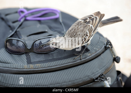 Galápagos Mockingbird oder Hood-Spottdrossel (zählt Parvulus oder zählt Macdonaldi), Insel Española Unterarten Stockfoto