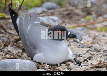 Zinnenkranz Gull (Creagrus Furcatus), brüten auf dem Nest, Genovesa Island, Galápagos-Inseln, UNESCO-Weltkulturerbe Stockfoto