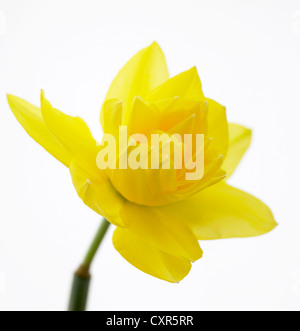 Narcissus 'Martinette' gemeinsamen Namen Narzisse Stockfoto