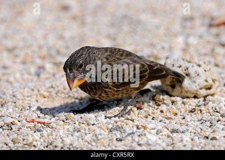 Mittlerer Boden Finch (Geospiza Fortis), Genovesa Island, Galápagos-Inseln, UNESCO-Weltkulturerbe, Ecuador, Südamerika Stockfoto