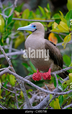 Red-footed Sprengfallen (Sula Sula), braune Variante, sitzend auf Ast, Genovesa Island Tower Island, Galápagos-Inseln Stockfoto