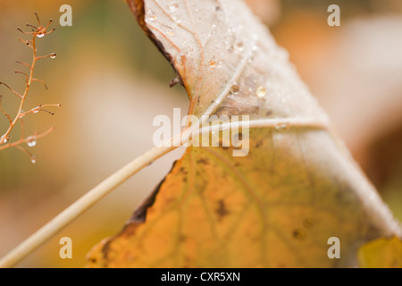 Macleaya cordata (Plume Poppy), mit Herbstregentropfen. Oktober. Stockfoto