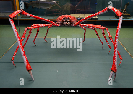 Japanische Seespinne (Macrocheira Kaempferi), erhaltene Exemplar in einer Ausstellung im Meeresmuseum, Meeresmuseum, Stockfoto