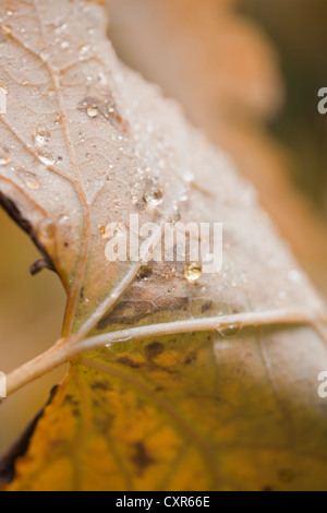 Macleaya cordata (Plume Poppy), mit Herbstregentropfen. Oktober. Stockfoto