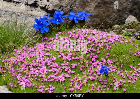 Moss Campion oder Kissen Rosa (Silene Acaulis), Gamsgrube, Nationalpark Hohe Tauern, Kärnten, Austria, Europe Stockfoto