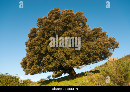 Kermes-Eiche (Quercus Coccifera), Weide Region Badde Orca, Sardinien, Italien, Europa Stockfoto