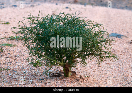 Riesigen Fenchel (Ferula Communis), Sardinien, Italien, Europa Stockfoto