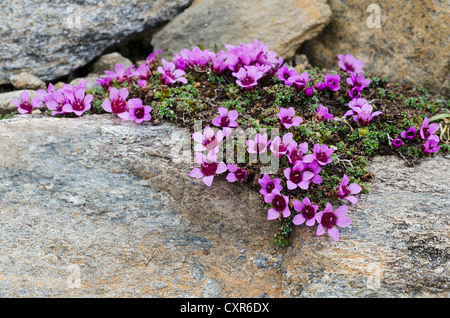 Steinbrech (Saxifraga Oppositifolia Subspecies Oppositifolia), lila Gamsgrube, Nationalpark Hohe Tauern, Carinthia Stockfoto