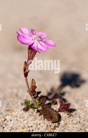 Rosa Leimkraut (Silene Colorata), Cappo Cavallo, Olbia, Sardinien, Italien, Europa Stockfoto