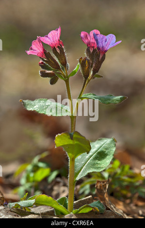 Gemeinsamen Lungenkraut (Pulmonaria Officinalis), Landschaftsschutzgebiet Tratzberg geschützte Landschaft, Stans, Tirol, Österreich Stockfoto