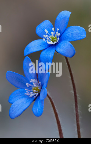 Gemeinsamen Leberblümchen (Hepatica Nobilis), Lebermoos Vomperloch, Karwendelgebirge, Tirol, Austria, Europe Stockfoto