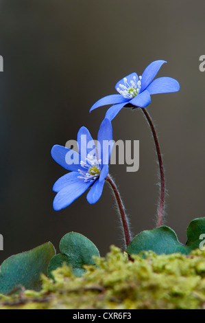 Gemeinsamen Leberblümchen (Hepatica Nobilis), Lebermoos Vomperloch, Karwendelgebirge, Tirol, Austria, Europe Stockfoto