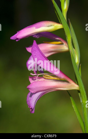 Italienische Gladiole, Feld-Gladiole (Gladiolus Italicus), Lago Baraz, einem Süßwassersee, Sardinien, Italien, Europa Stockfoto