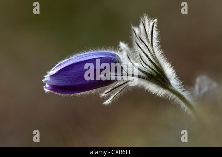 Kuhschelle, Dänen Blut (Pulsatilla Vulgaris ssp. Oenipontana), Thaur, Tirol, Österreich, Europa Stockfoto